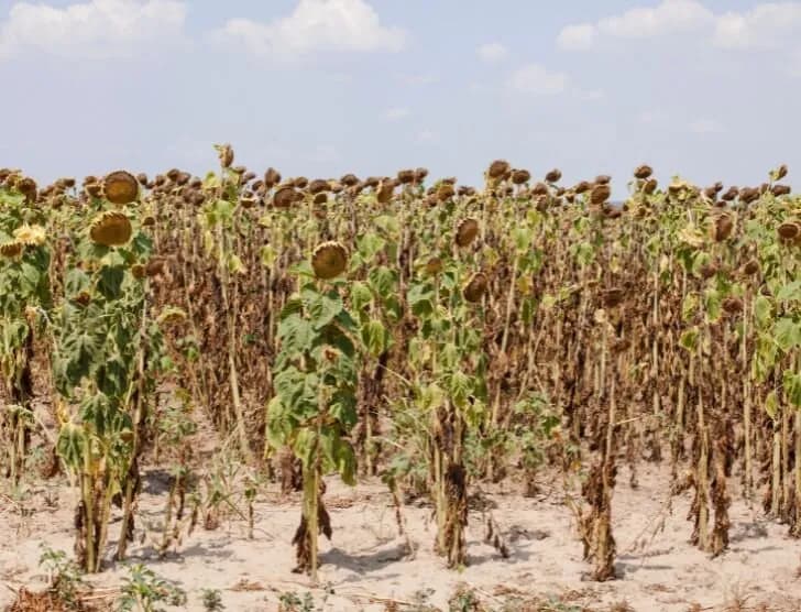 Jakie faktury do wniosku suszowego? Sprawdź, co musisz mieć, aby uniknąć odrzucenia